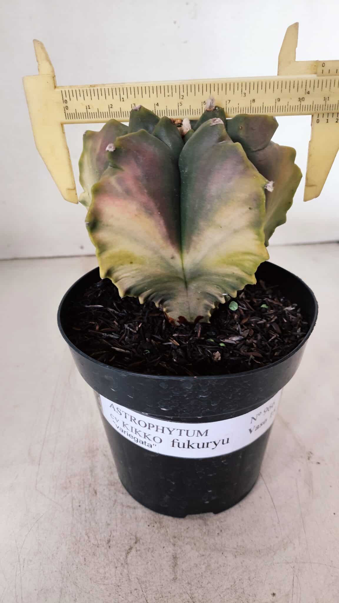 ASTROPHYTUM cv KIKKO FUKURYU "Variegata" Nº 966 – vaso 15