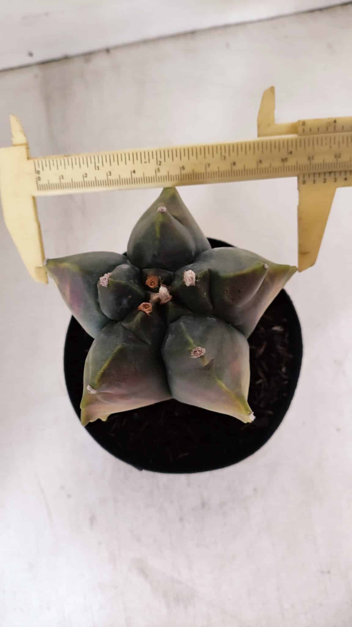 ASTROPHYTUM cv KIKKO FUKURYU "Variegata" Nº 966 – vaso 15