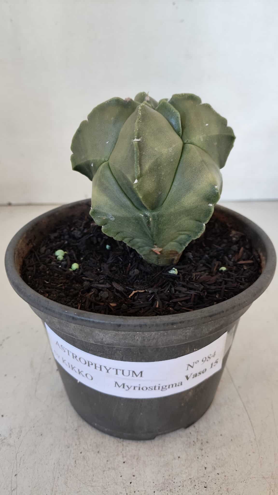 MATRIZ ASTROPHYTUM cv KIKKO "Myriostigma"  Nº 984 – vaso 15