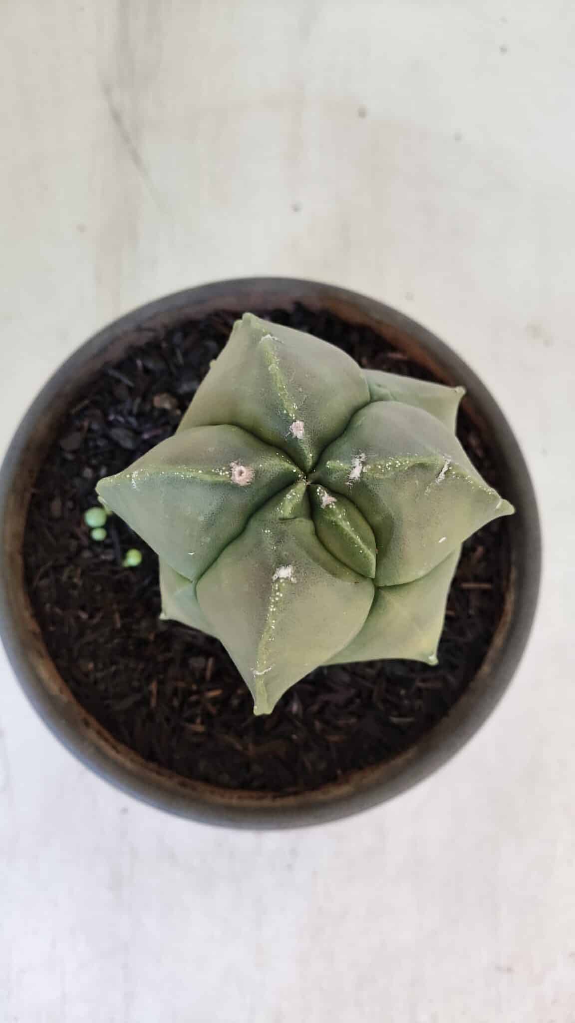 MATRIZ ASTROPHYTUM cv KIKKO "Myriostigma"  Nº 984 – vaso 15