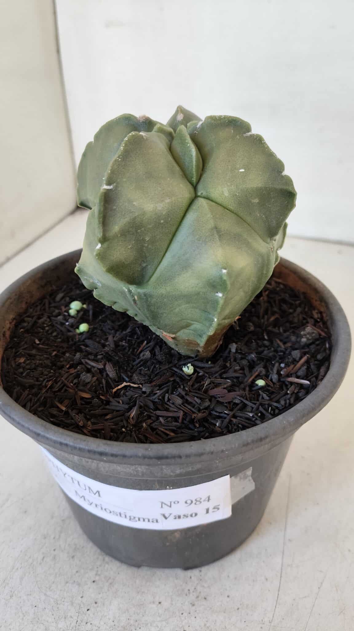 MATRIZ ASTROPHYTUM cv KIKKO "Myriostigma"  Nº 984 – vaso 15
