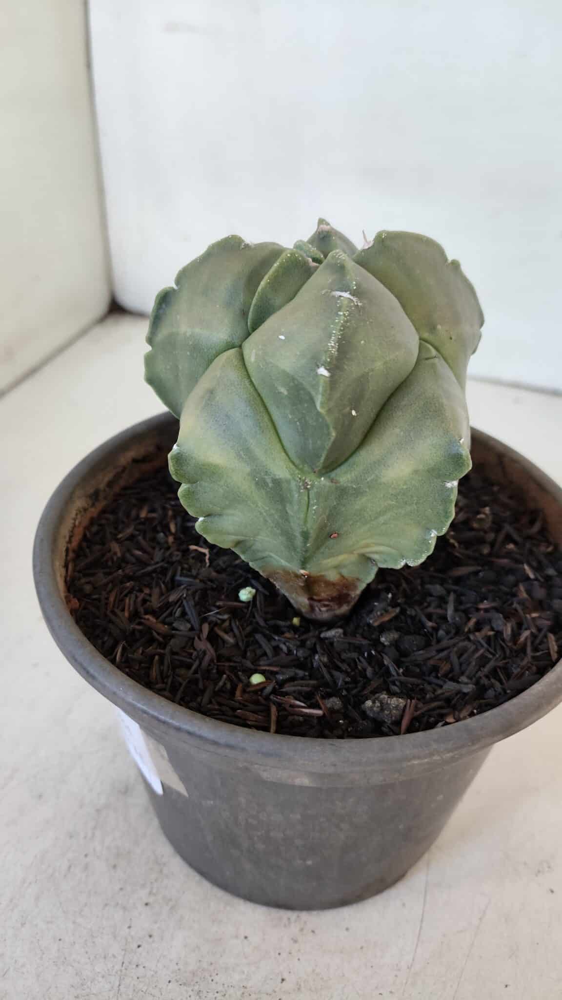 MATRIZ ASTROPHYTUM cv KIKKO "Myriostigma"  Nº 984 – vaso 15