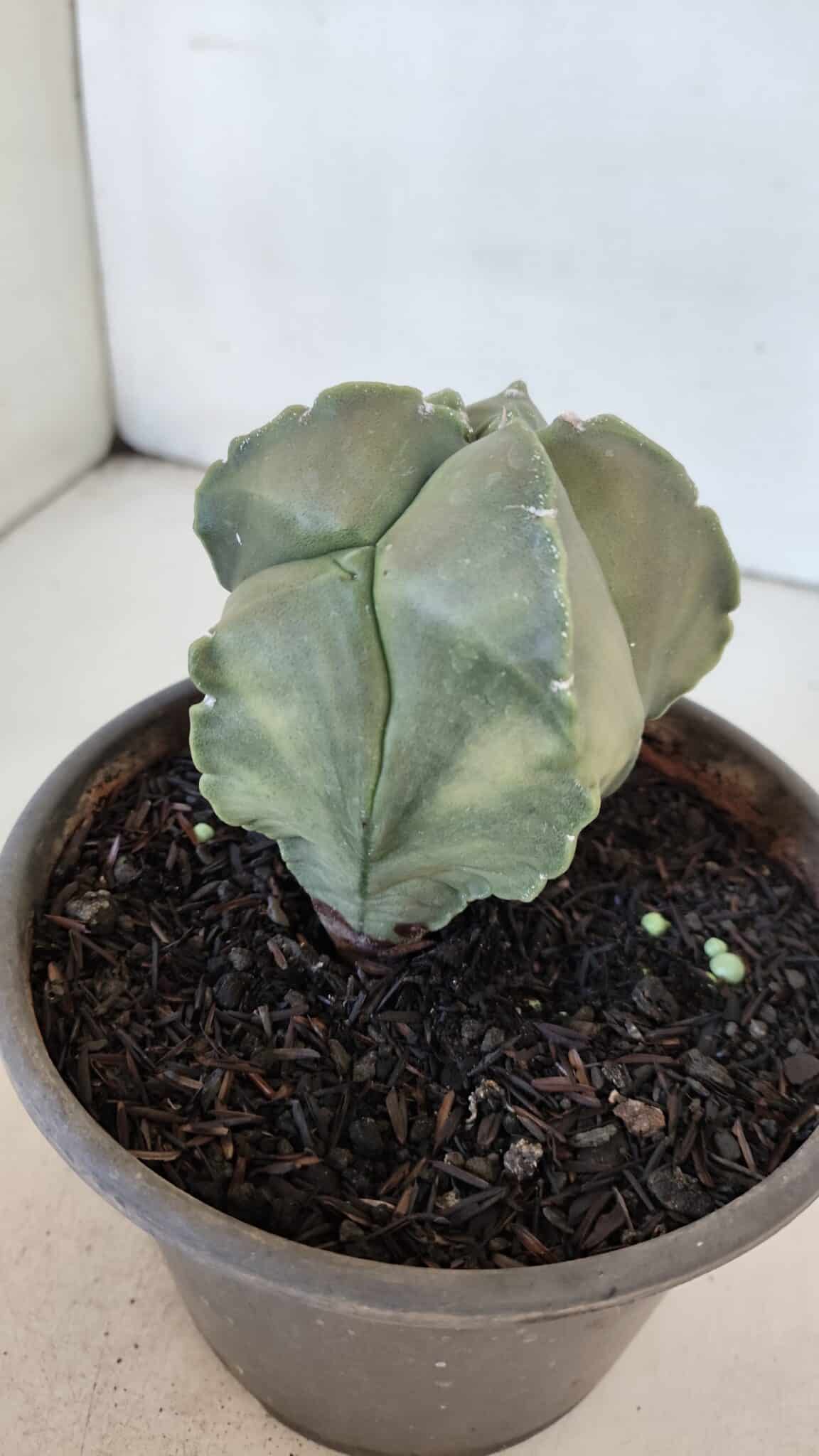 MATRIZ ASTROPHYTUM cv KIKKO "Myriostigma"  Nº 984 – vaso 15