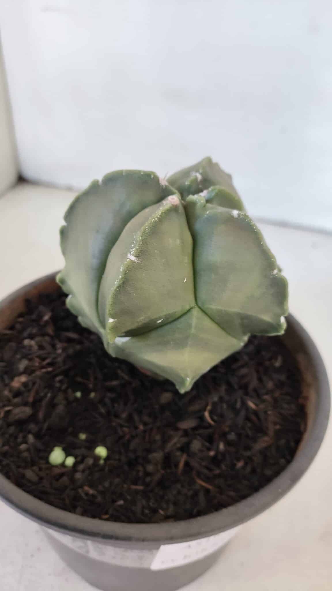 MATRIZ ASTROPHYTUM cv KIKKO "Myriostigma"  Nº 984 – vaso 15