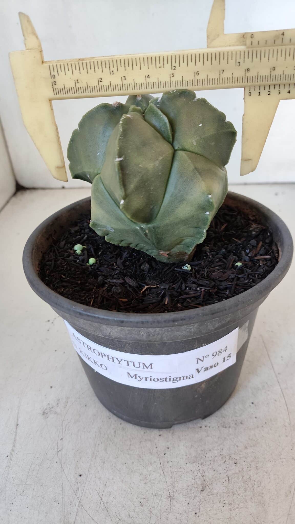 MATRIZ ASTROPHYTUM cv KIKKO "Myriostigma"  Nº 984 – vaso 15