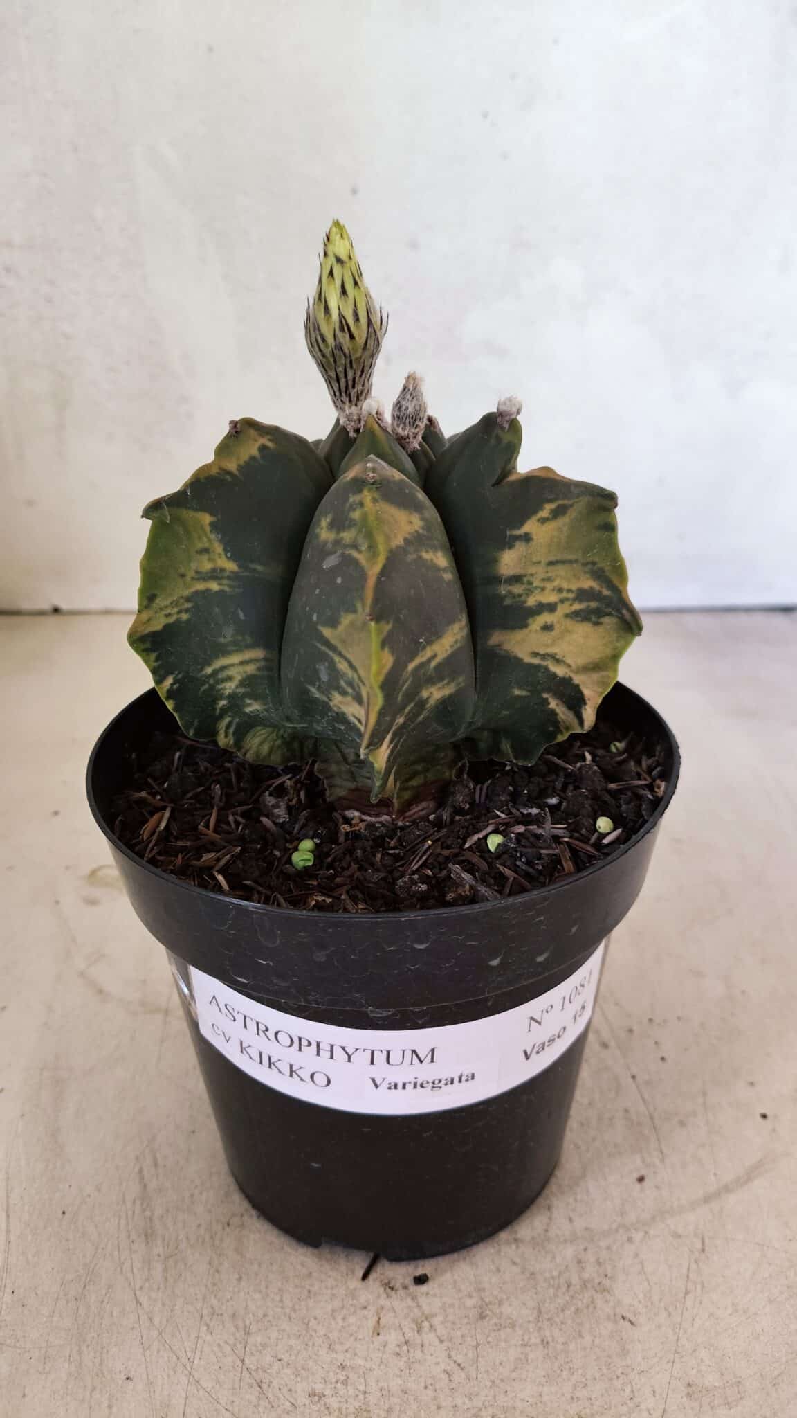 ASTROPHYTUM cv KIKKO Nº 1081 "Variegata" - vaso 15 - foto 2