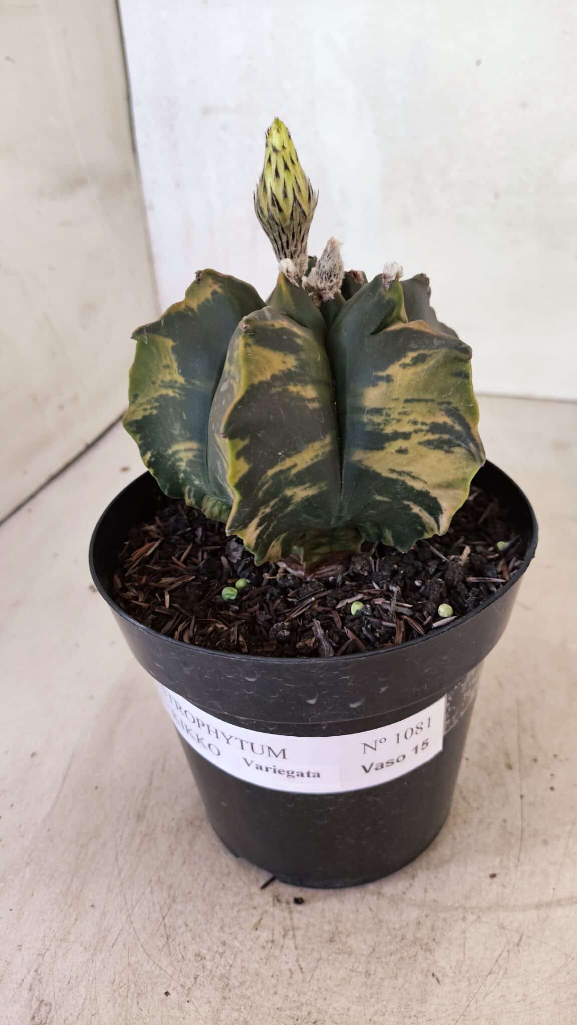 ASTROPHYTUM cv KIKKO Nº 1081 "Variegata" - vaso 15 - foto 6