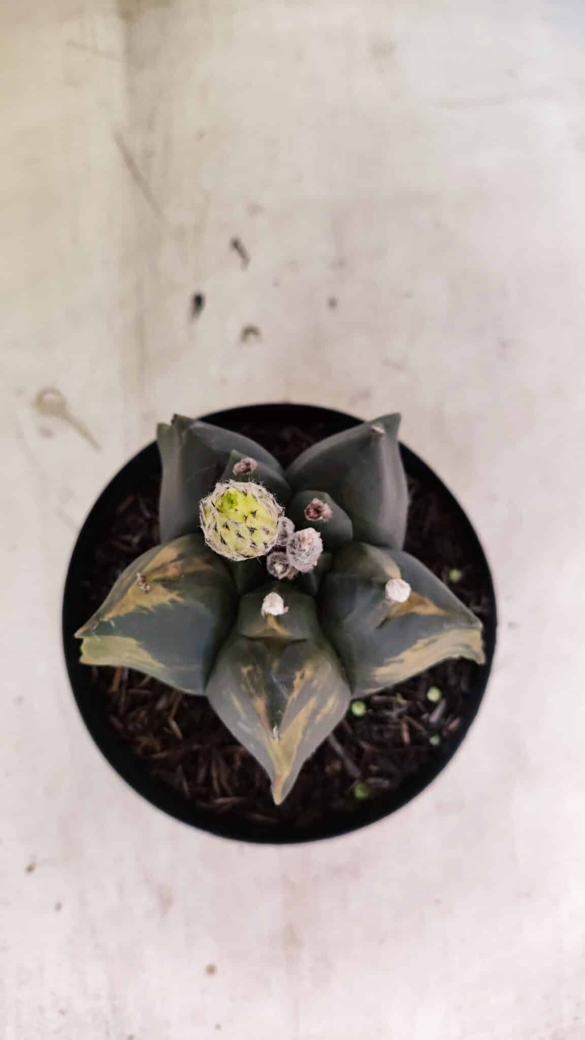 ASTROPHYTUM cv KIKKO Nº 1081 "Variegata" - vaso 15 - foto 3