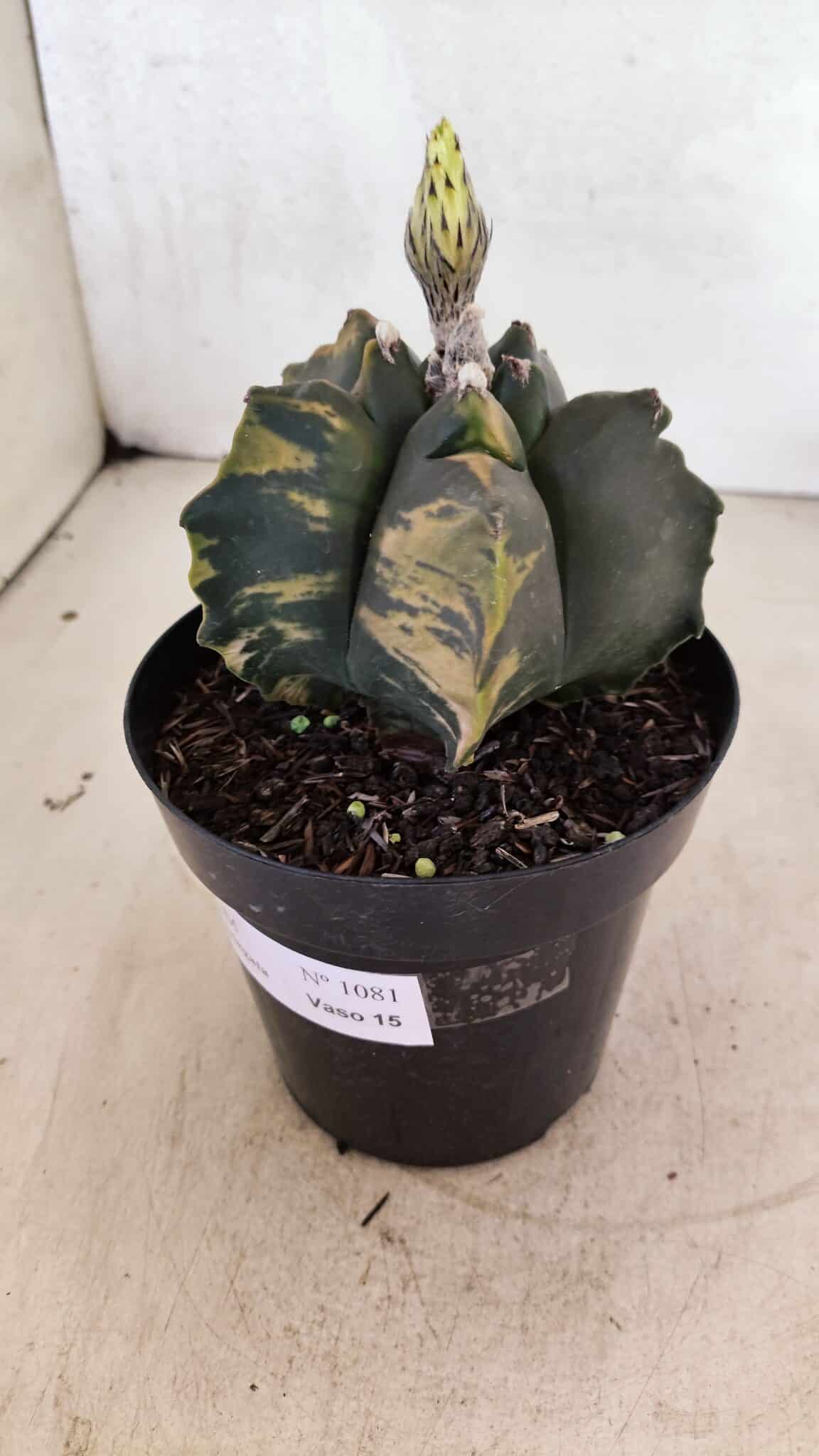ASTROPHYTUM cv KIKKO Nº 1081 "Variegata" - vaso 15 - foto 9