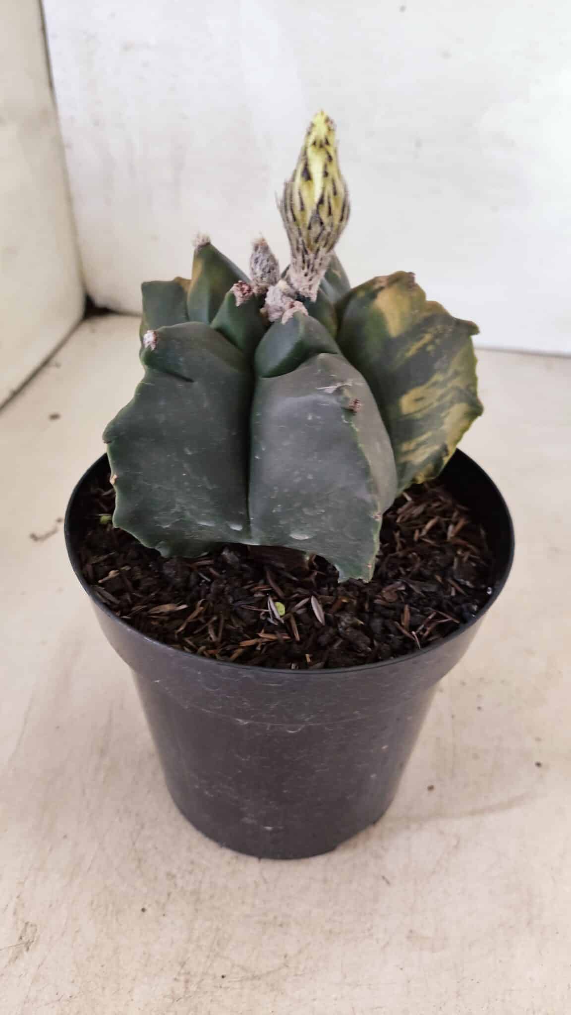 ASTROPHYTUM cv KIKKO Nº 1081 "Variegata" - vaso 15 - foto 8