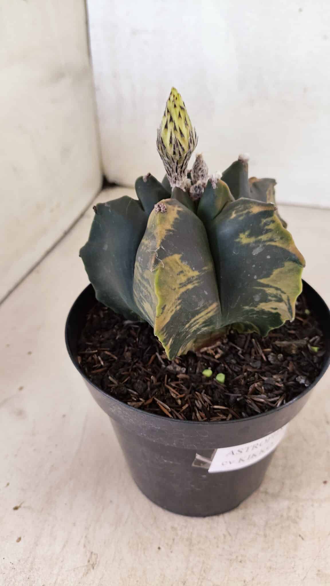 ASTROPHYTUM cv KIKKO Nº 1081 "Variegata" - vaso 15 - foto 7