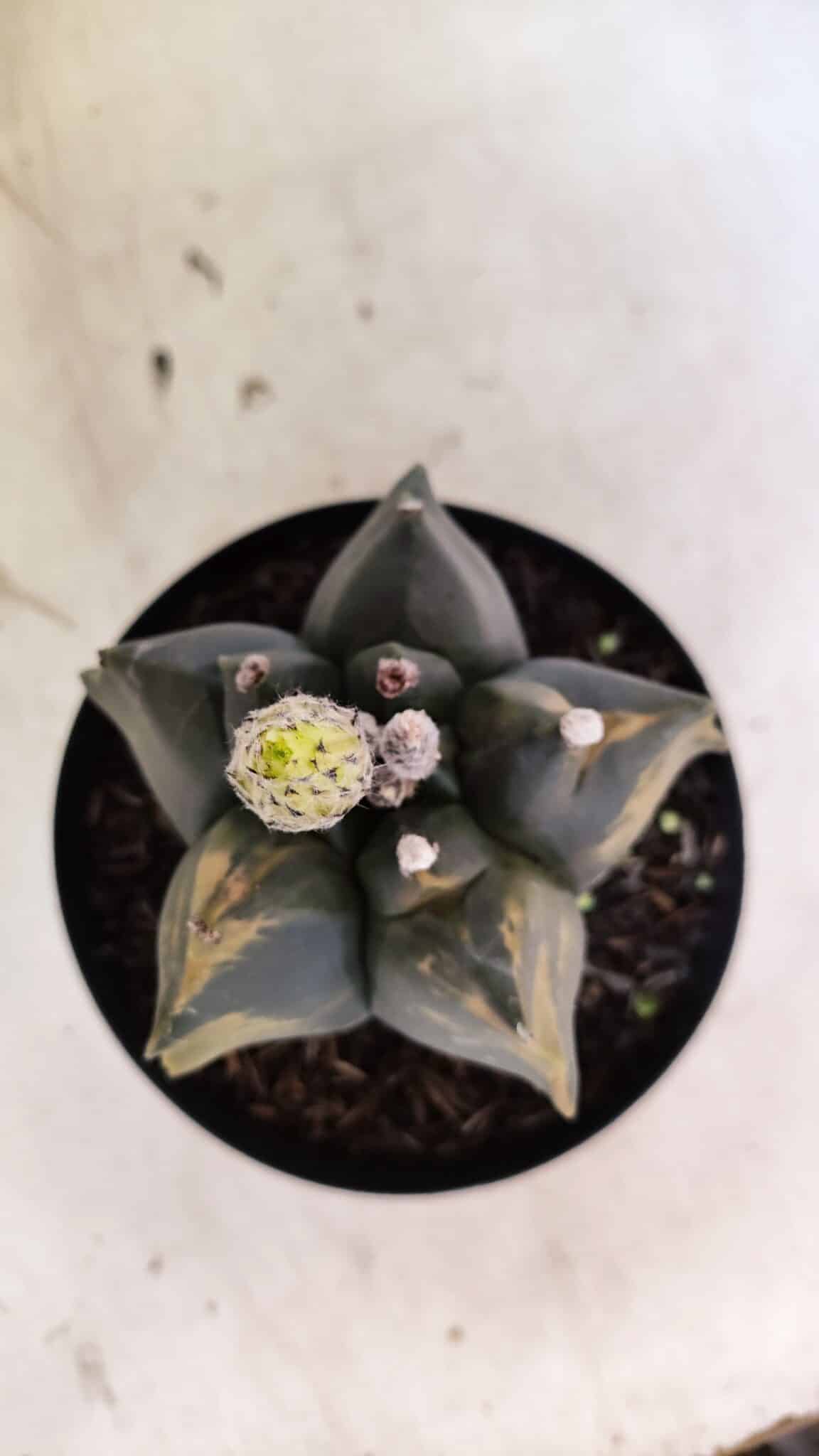 ASTROPHYTUM cv KIKKO Nº 1081 "Variegata" - vaso 15 - foto 10