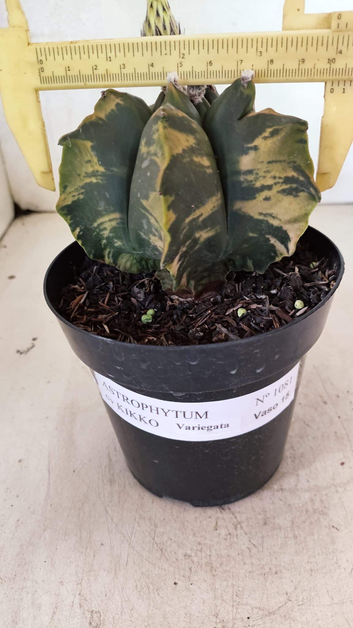 ASTROPHYTUM cv KIKKO Nº 1081 "Variegata" - vaso 15 - foto 4