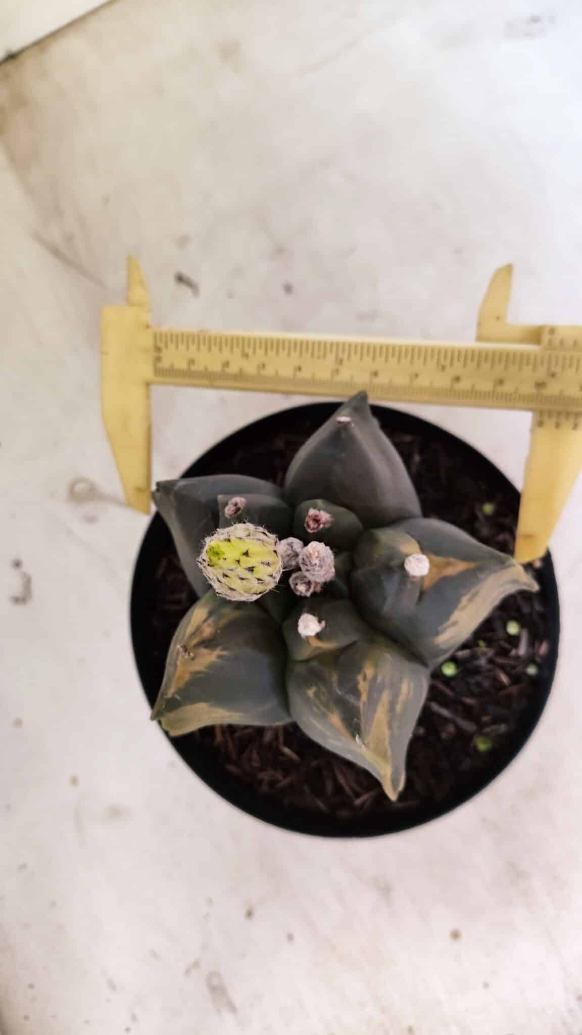 ASTROPHYTUM cv KIKKO Nº 1081 "Variegata" - vaso 15 - foto 5