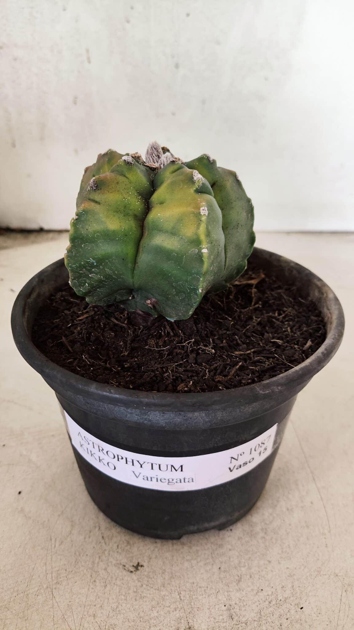 MATRIZ ASTROPHYTUM cv KIKKO "Variegata"  Nº 1087 – vaso 15 - foto 2