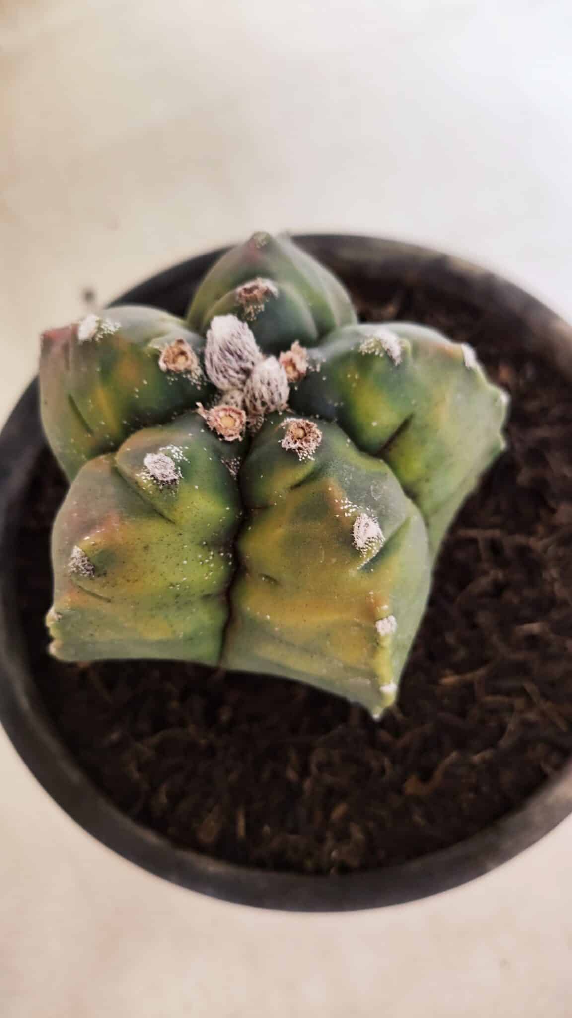 MATRIZ ASTROPHYTUM cv KIKKO "Variegata"  Nº 1087 – vaso 15 - foto 3