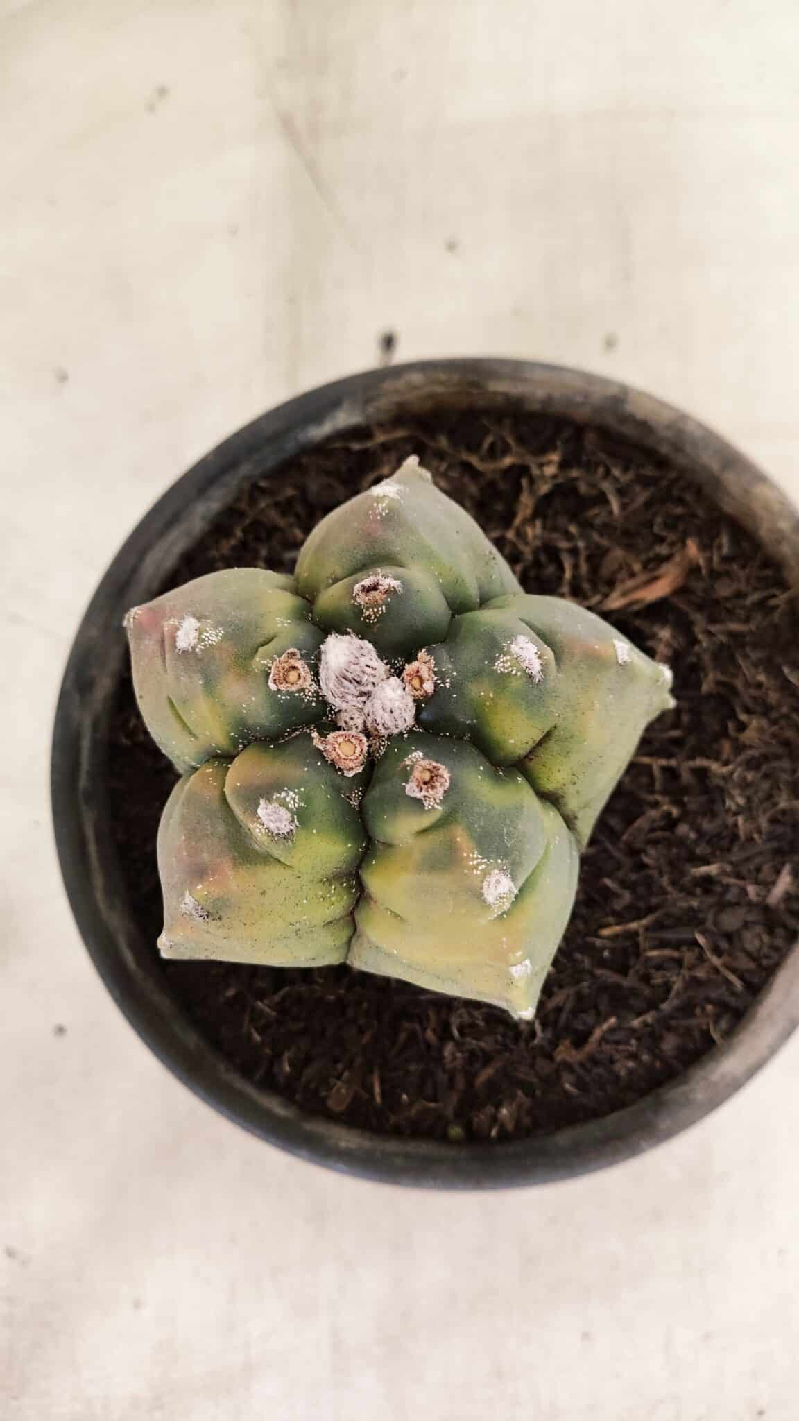 MATRIZ ASTROPHYTUM cv KIKKO "Variegata"  Nº 1087 – vaso 15 - foto 11