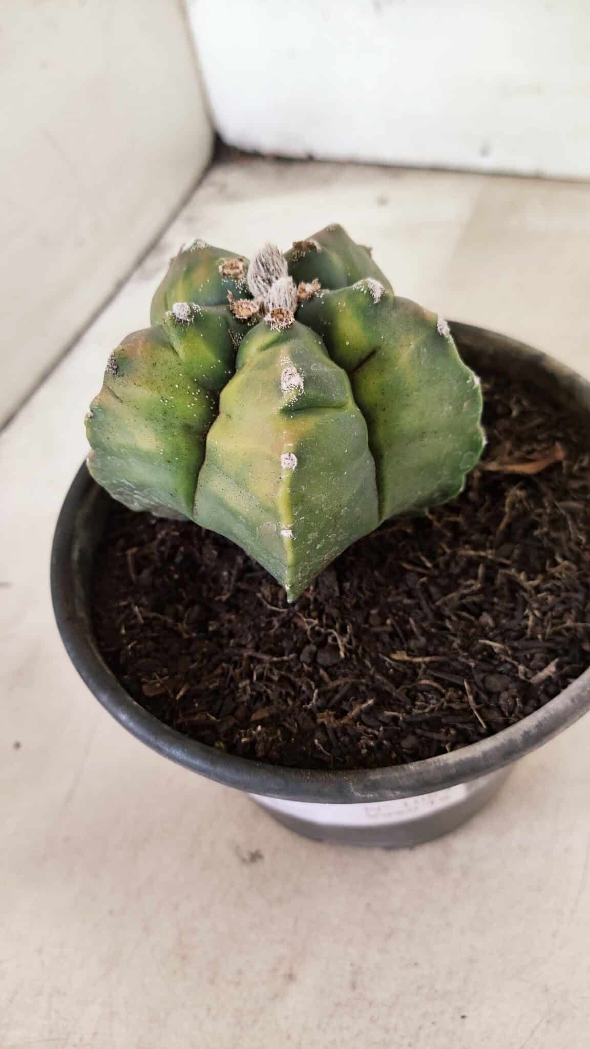 MATRIZ ASTROPHYTUM cv KIKKO "Variegata"  Nº 1087 – vaso 15 - foto 10