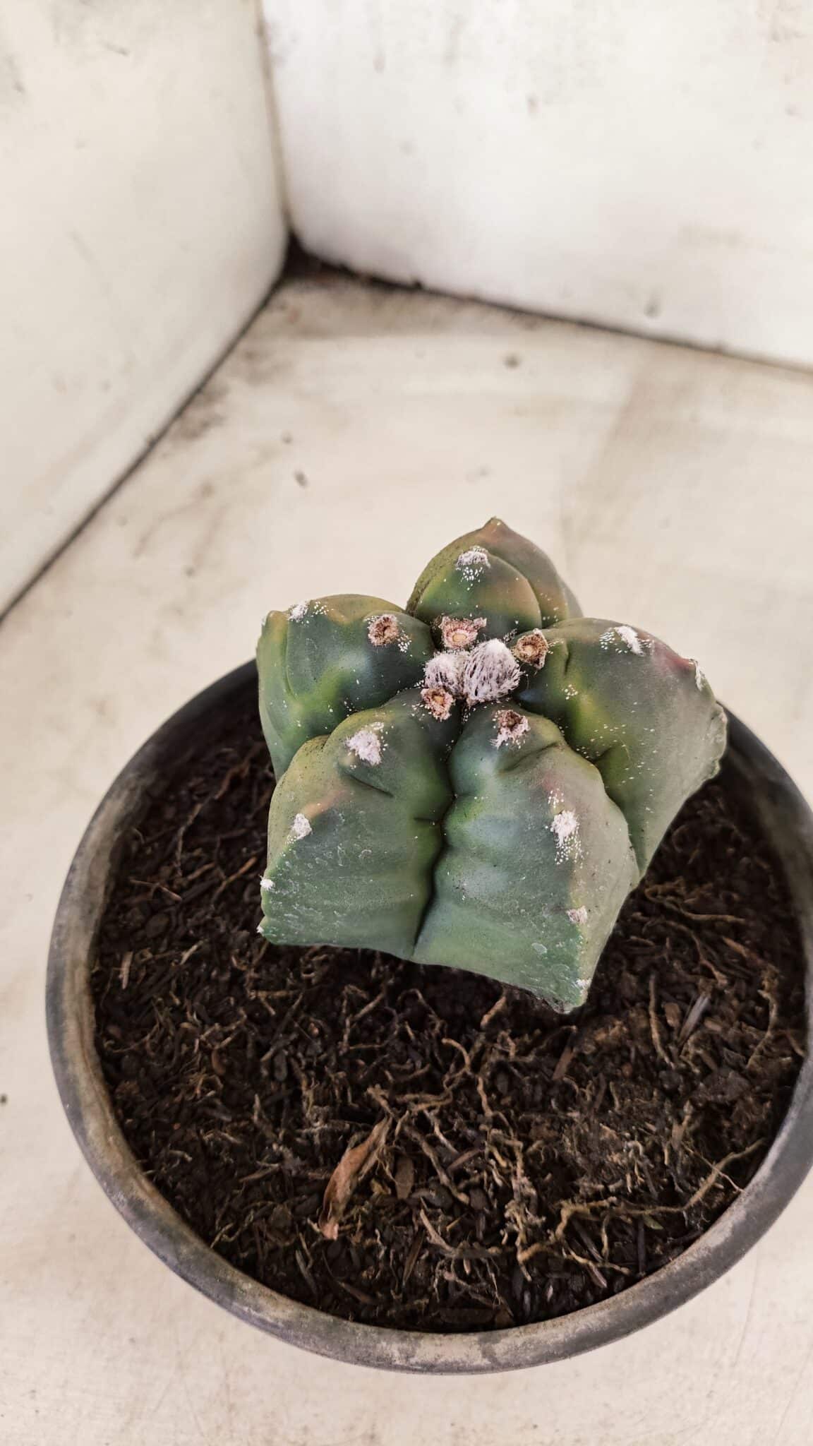 MATRIZ ASTROPHYTUM cv KIKKO "Variegata"  Nº 1087 – vaso 15 - foto 9