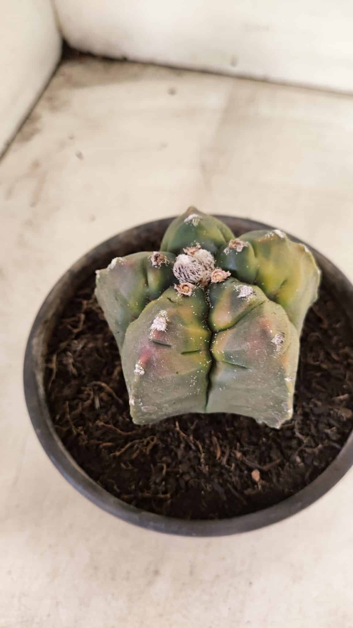 MATRIZ ASTROPHYTUM cv KIKKO "Variegata"  Nº 1087 – vaso 15 - foto 8