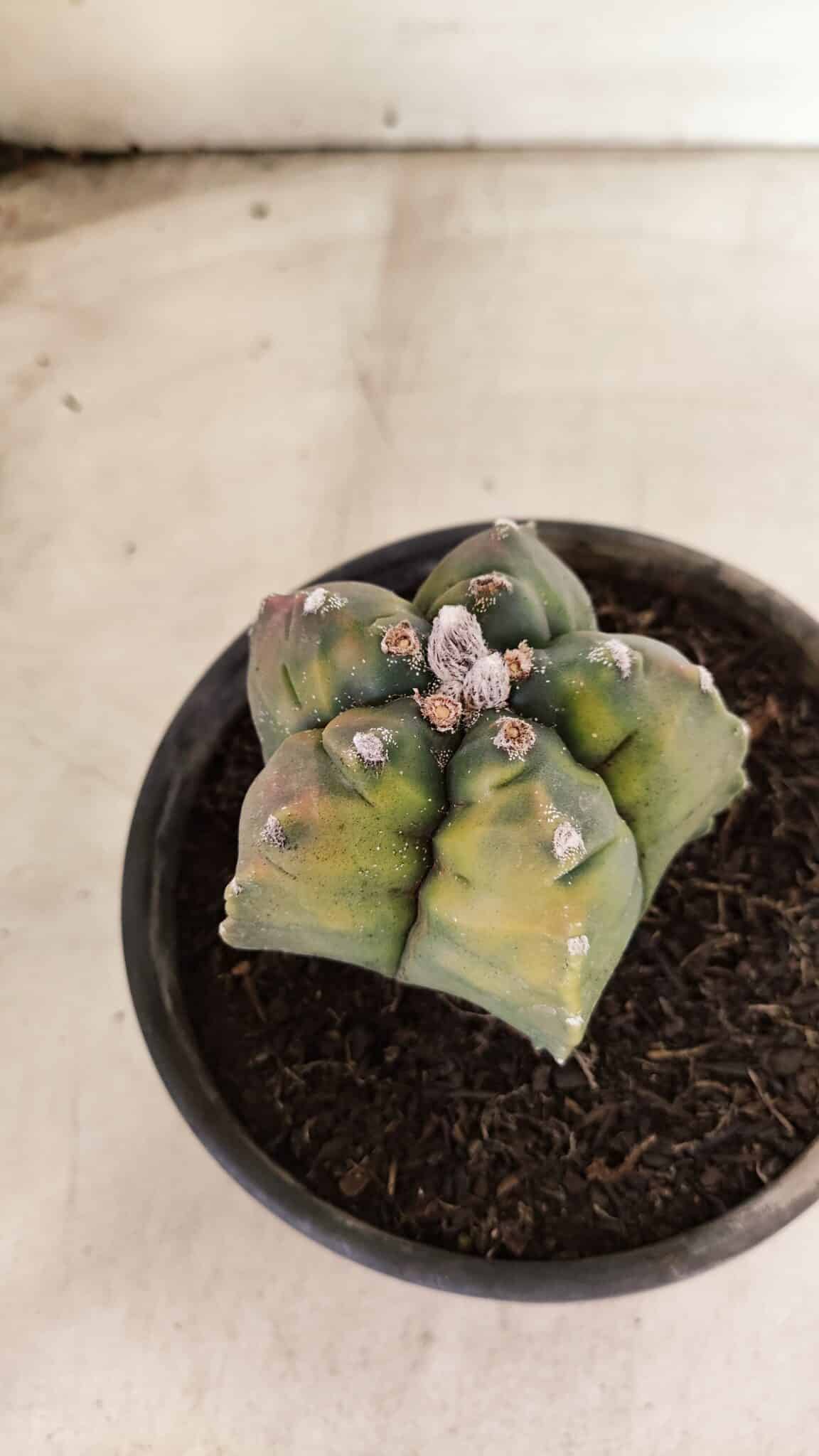 MATRIZ ASTROPHYTUM cv KIKKO "Variegata"  Nº 1087 – vaso 15 - foto 7