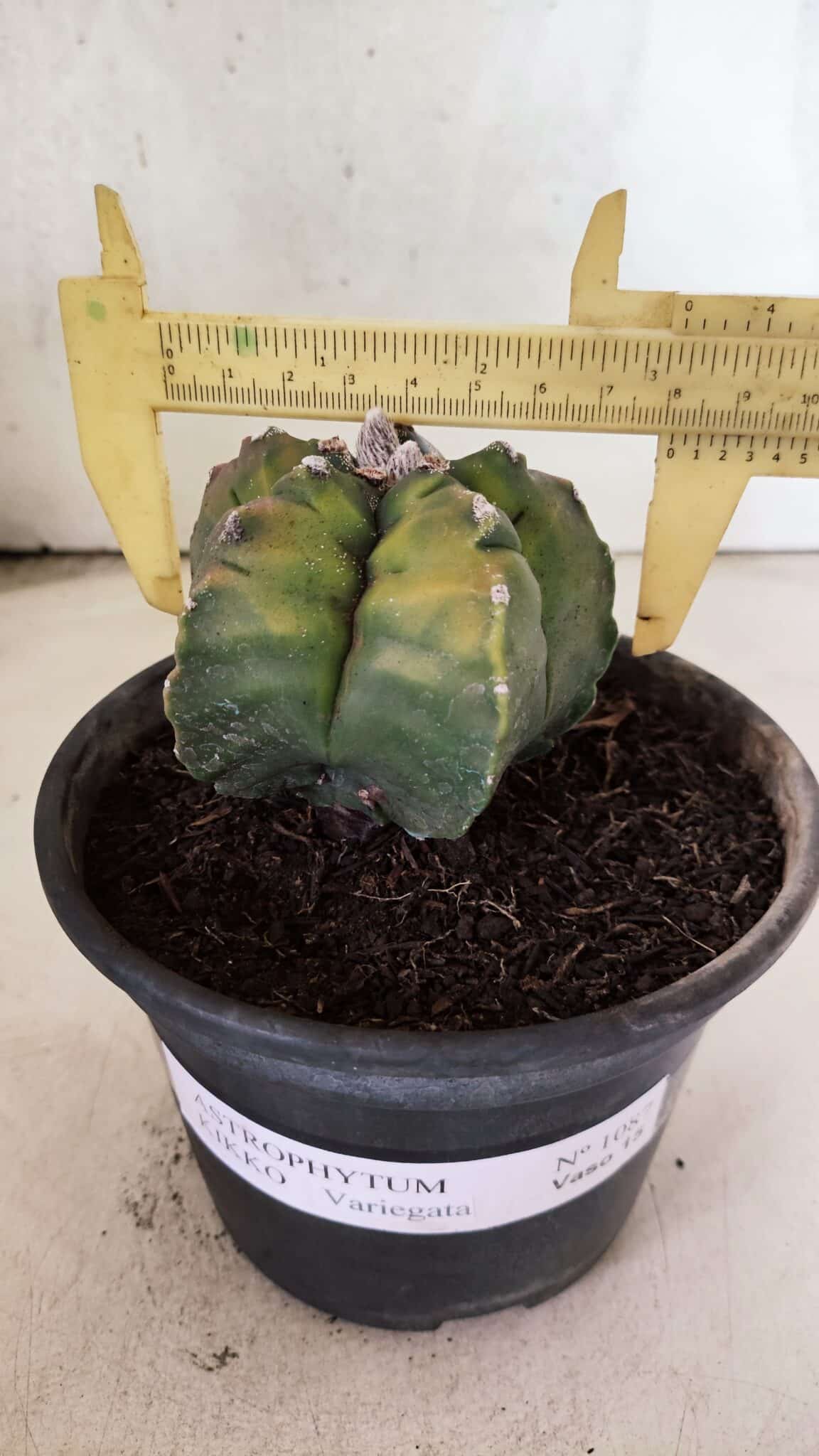 MATRIZ ASTROPHYTUM cv KIKKO "Variegata"  Nº 1087 – vaso 15 - foto 4
