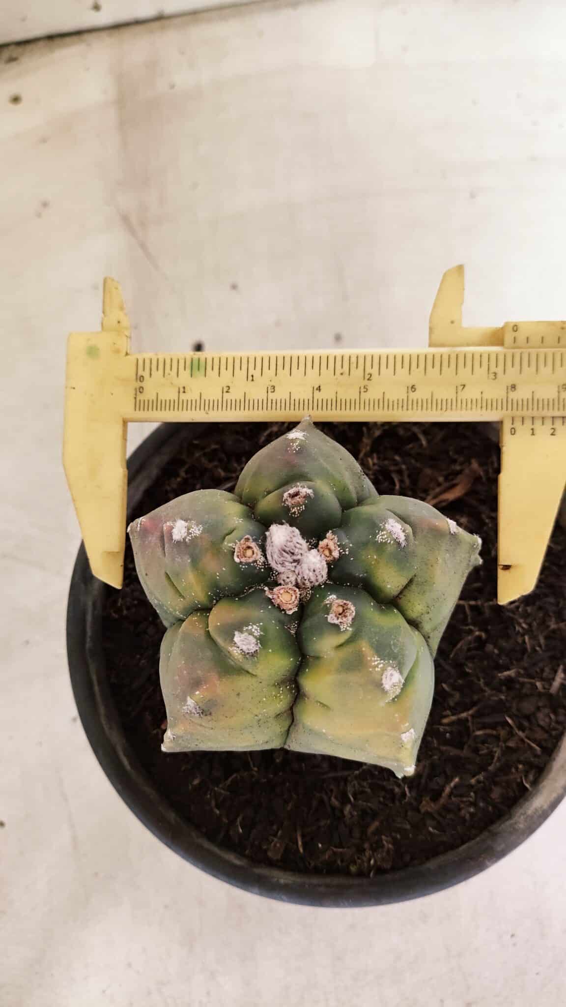 MATRIZ ASTROPHYTUM cv KIKKO "Variegata"  Nº 1087 – vaso 15 - foto 5