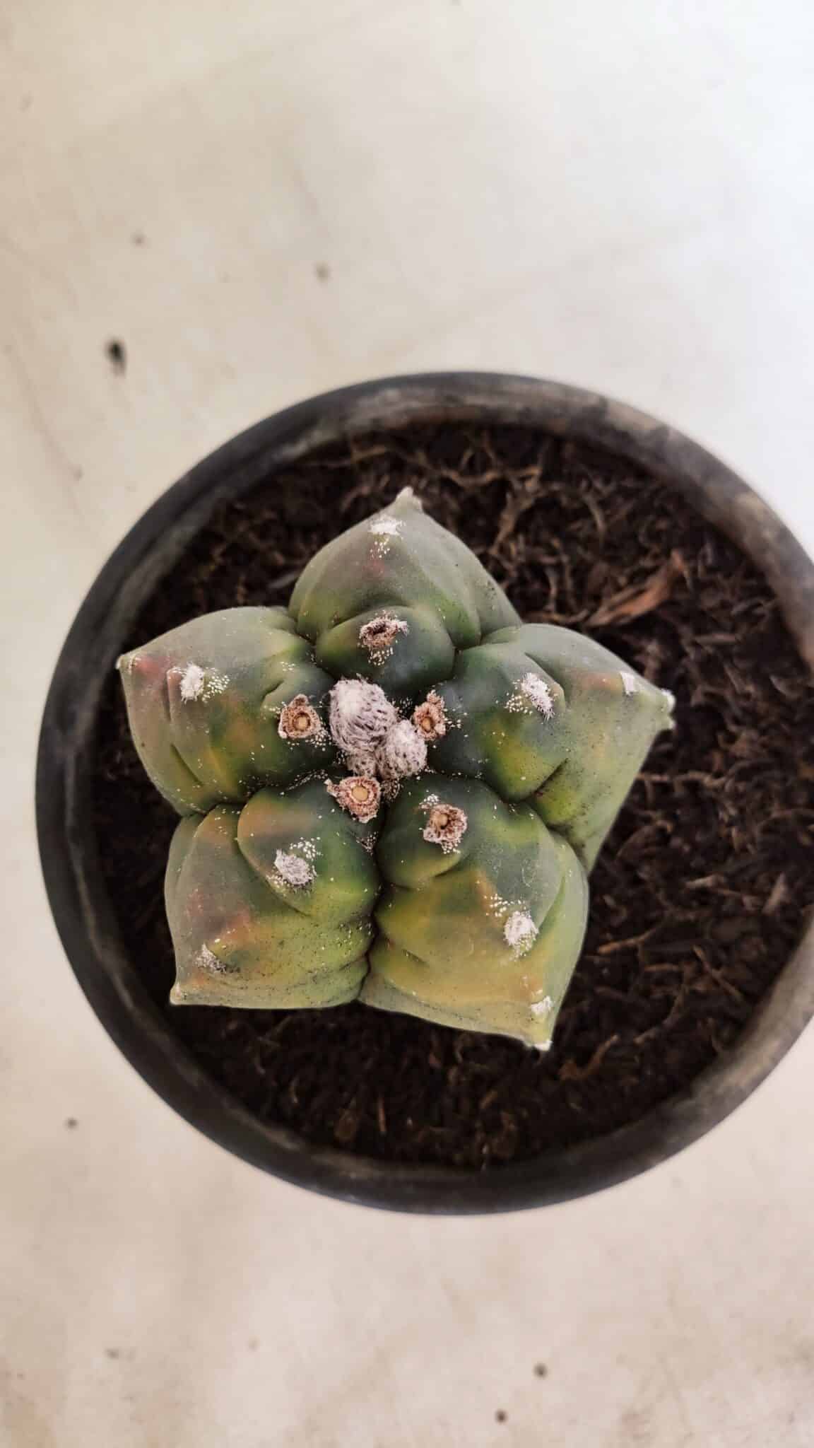 MATRIZ ASTROPHYTUM cv KIKKO "Variegata"  Nº 1087 – vaso 15 - foto 6