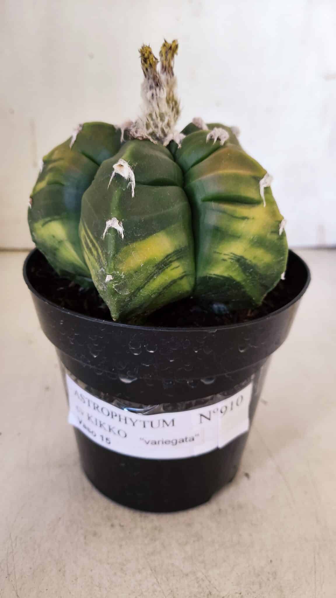 ASTROPHYTUM cv KIKKO "Variegata"  Nº 910 – vaso 15