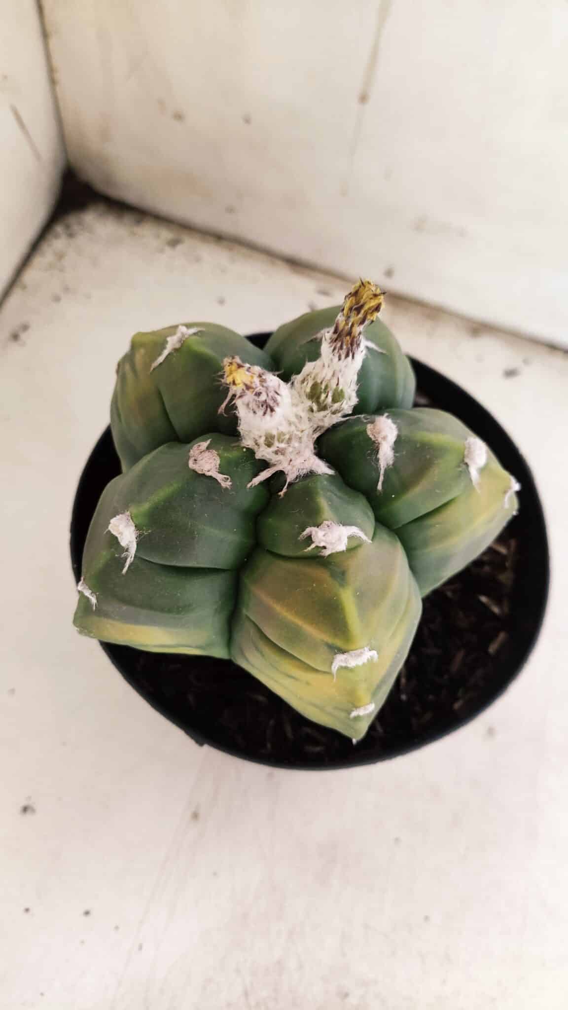ASTROPHYTUM cv KIKKO "Variegata"  Nº 910 – vaso 15