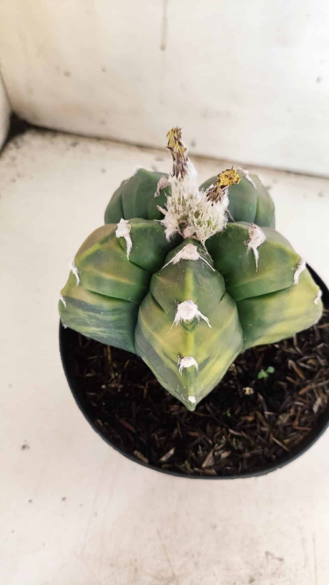 ASTROPHYTUM cv KIKKO "Variegata"  Nº 910 – vaso 15