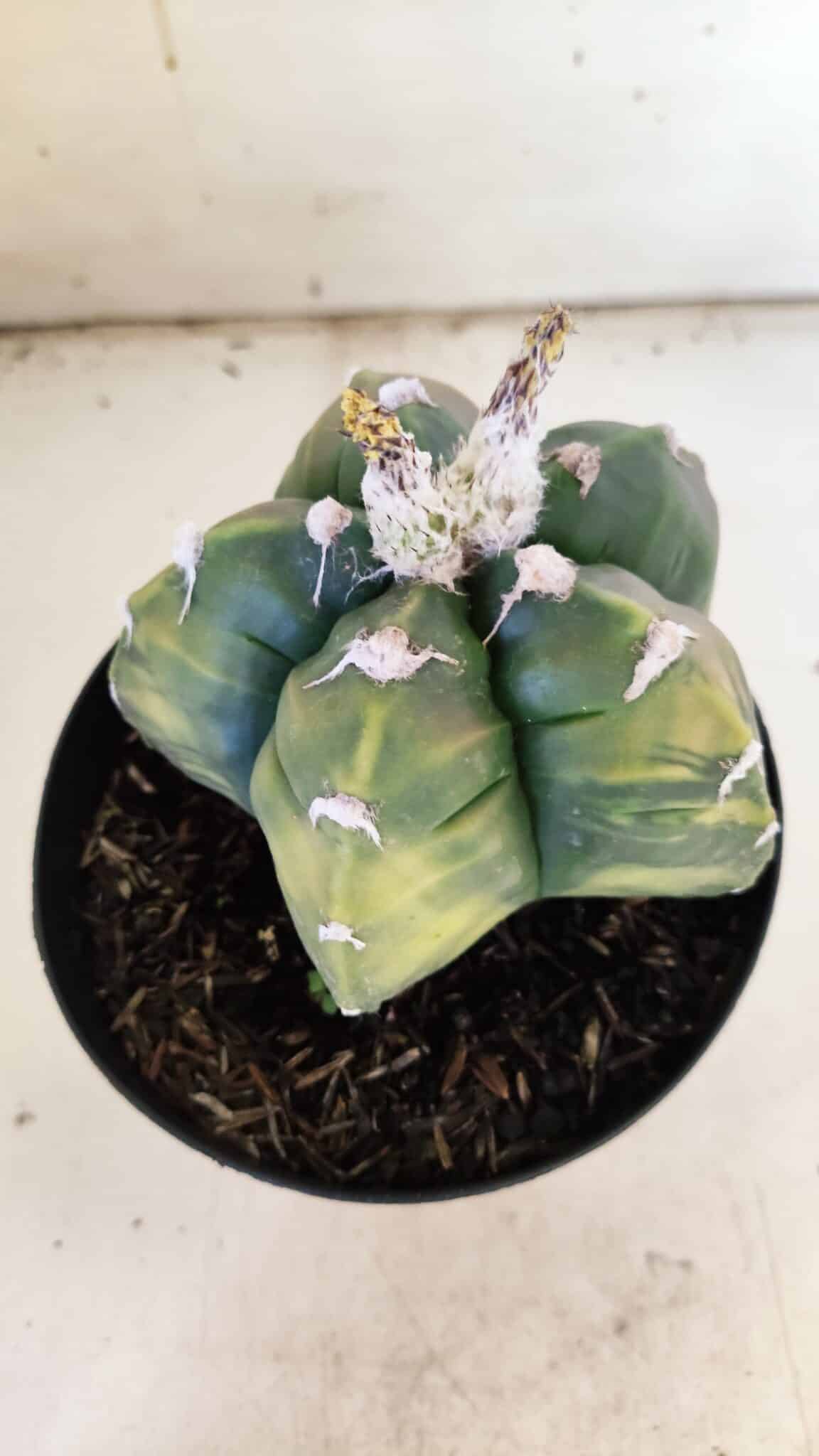 ASTROPHYTUM cv KIKKO "Variegata"  Nº 910 – vaso 15