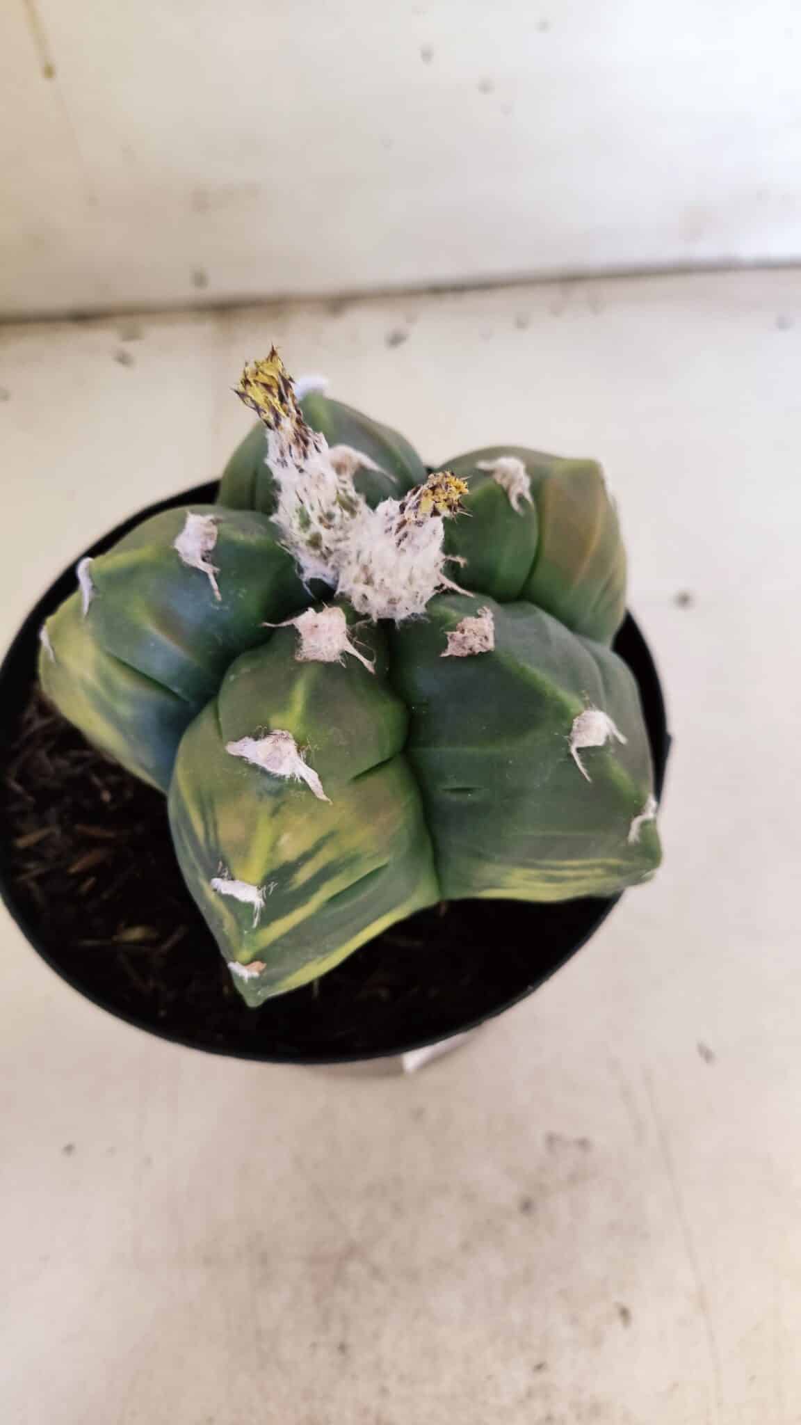 ASTROPHYTUM cv KIKKO "Variegata"  Nº 910 – vaso 15