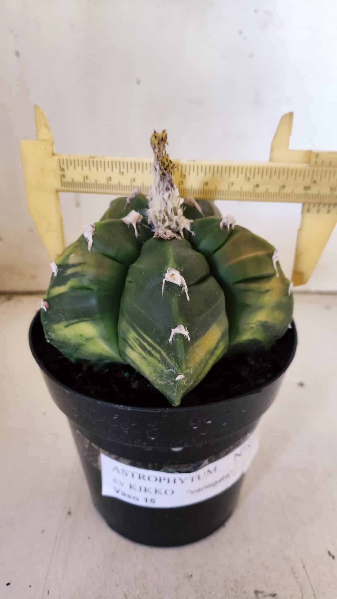 ASTROPHYTUM cv KIKKO "Variegata"  Nº 910 – vaso 15