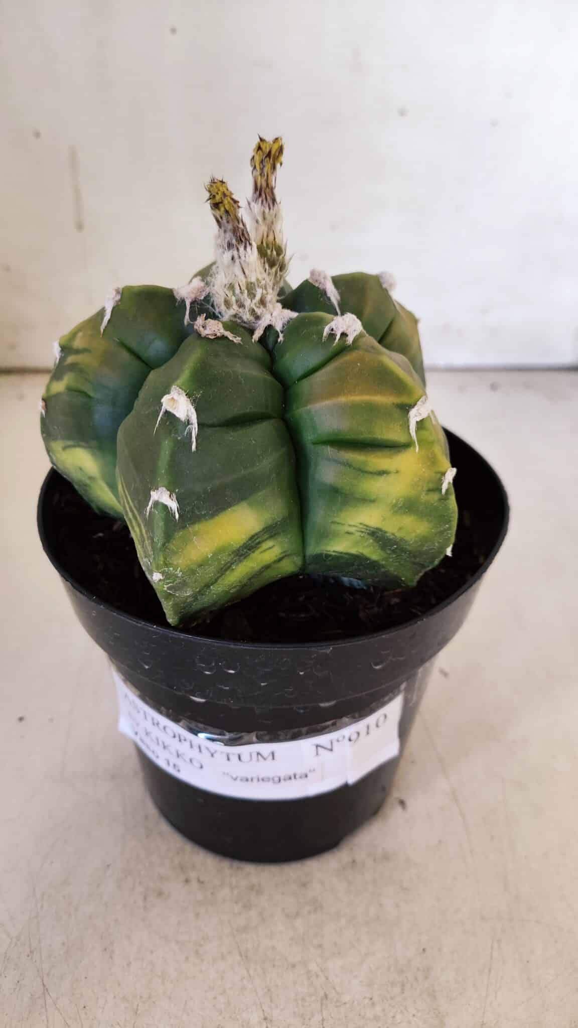 ASTROPHYTUM cv KIKKO "Variegata"  Nº 910 – vaso 15
