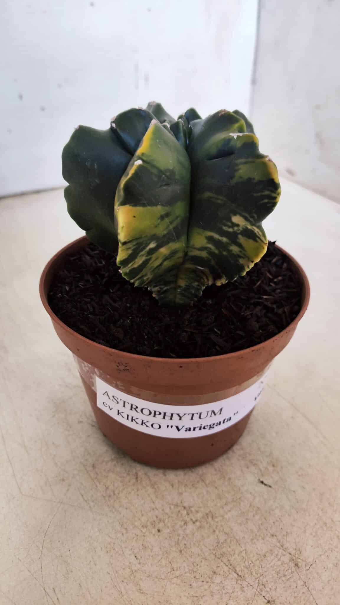 ASTROPHYTUM cv KIKKO "Variegata"  Nº 927 – vaso 11
