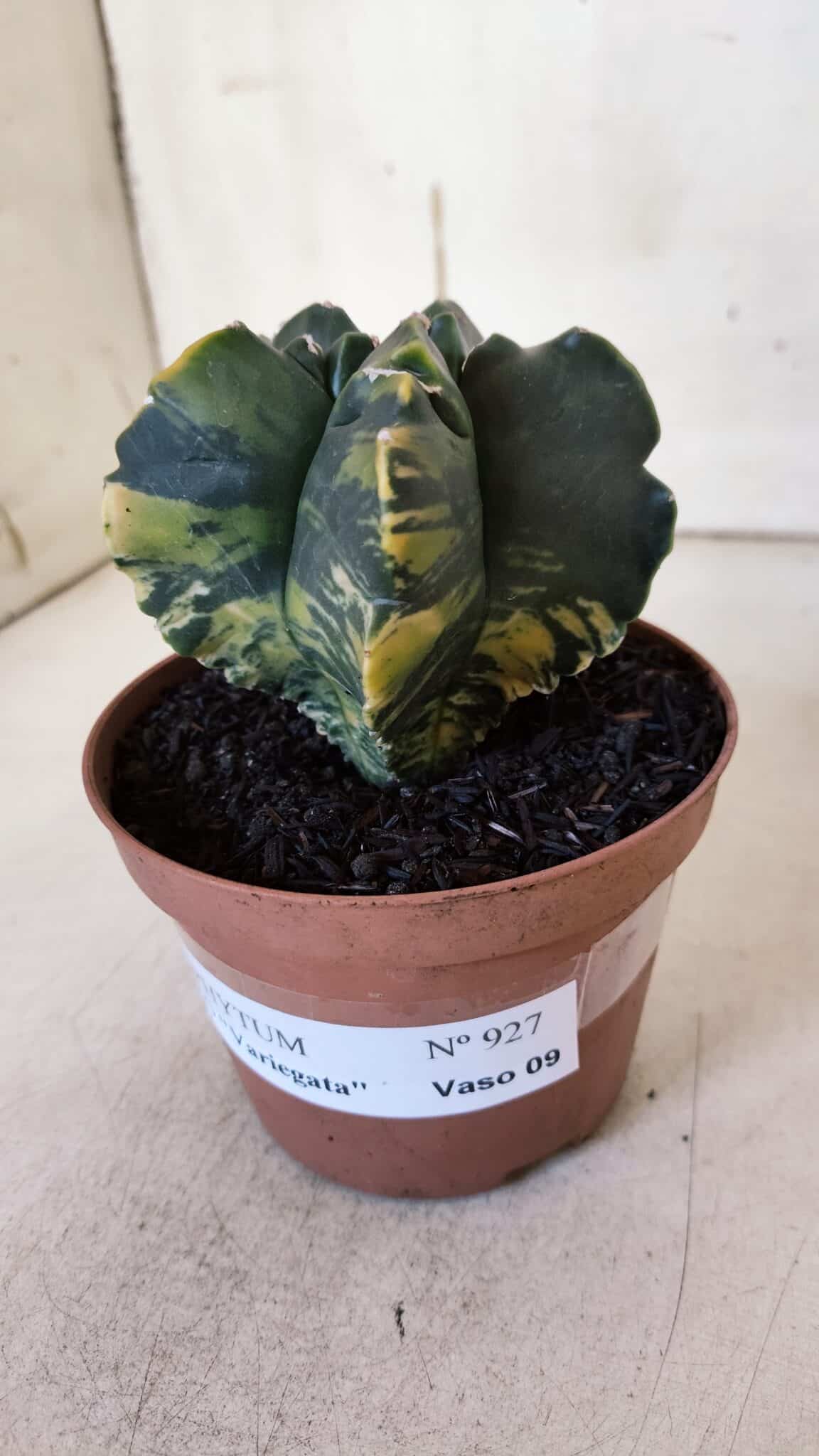 ASTROPHYTUM cv KIKKO "Variegata"  Nº 927 – vaso 11