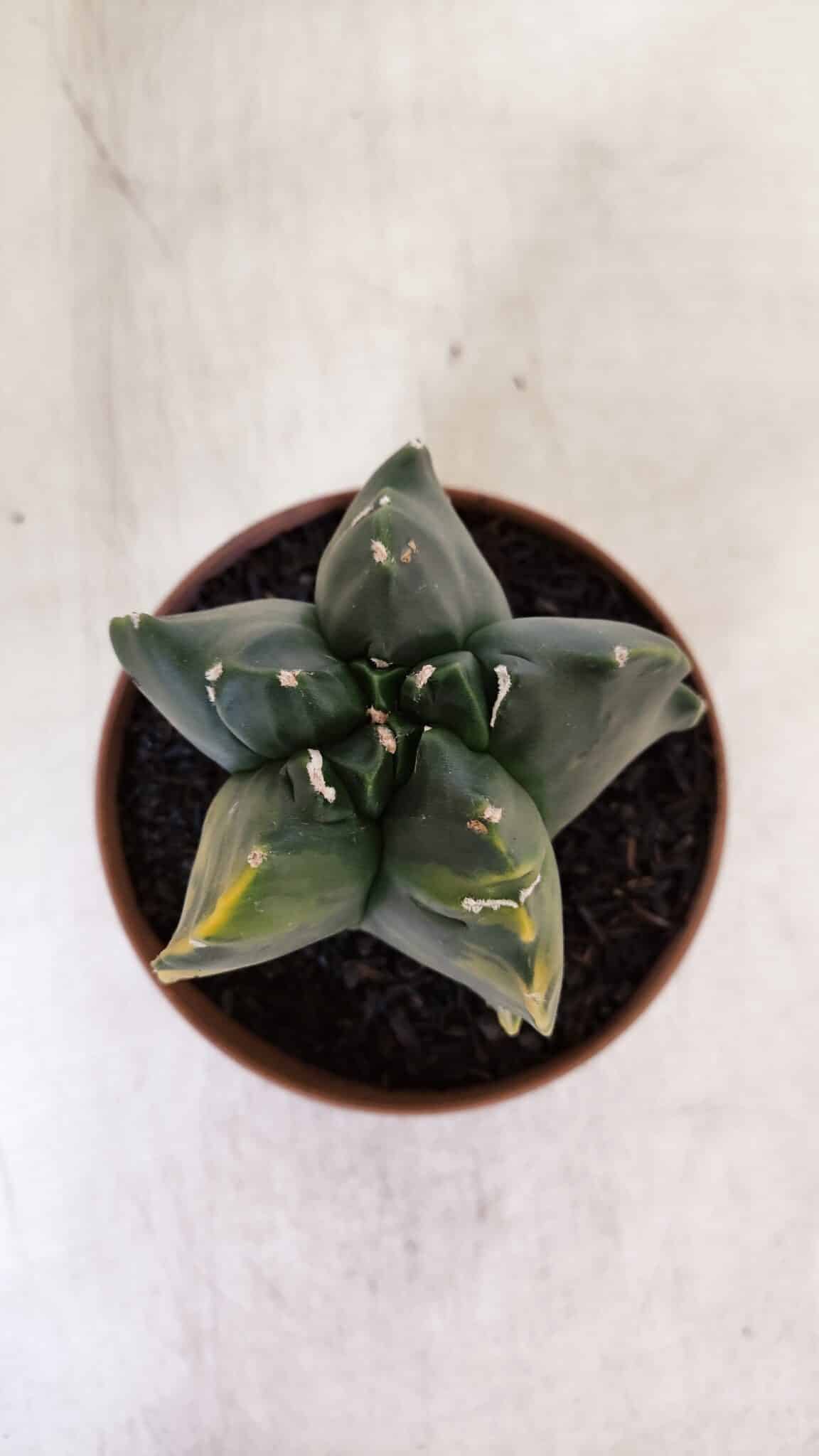 ASTROPHYTUM cv KIKKO "Variegata"  Nº 927 – vaso 11