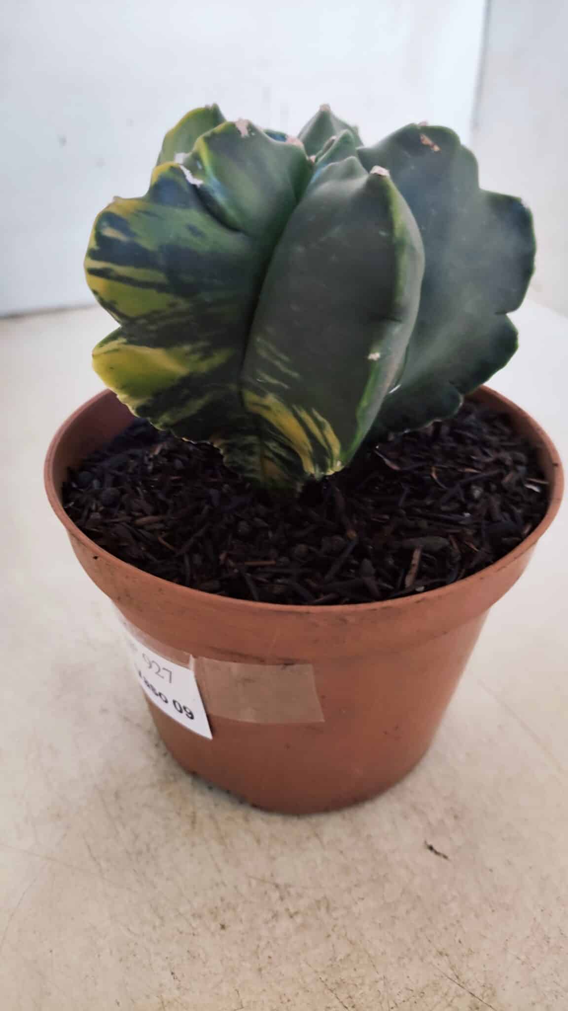 ASTROPHYTUM cv KIKKO "Variegata"  Nº 927 – vaso 11