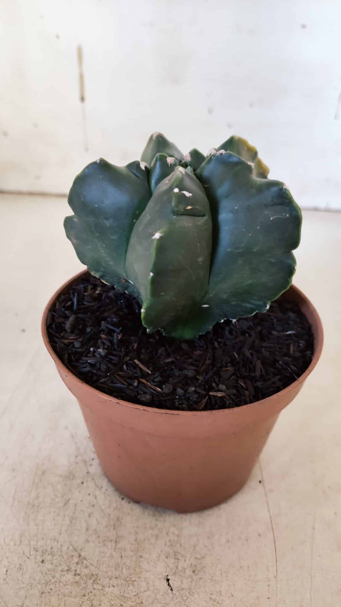ASTROPHYTUM cv KIKKO "Variegata"  Nº 927 – vaso 11
