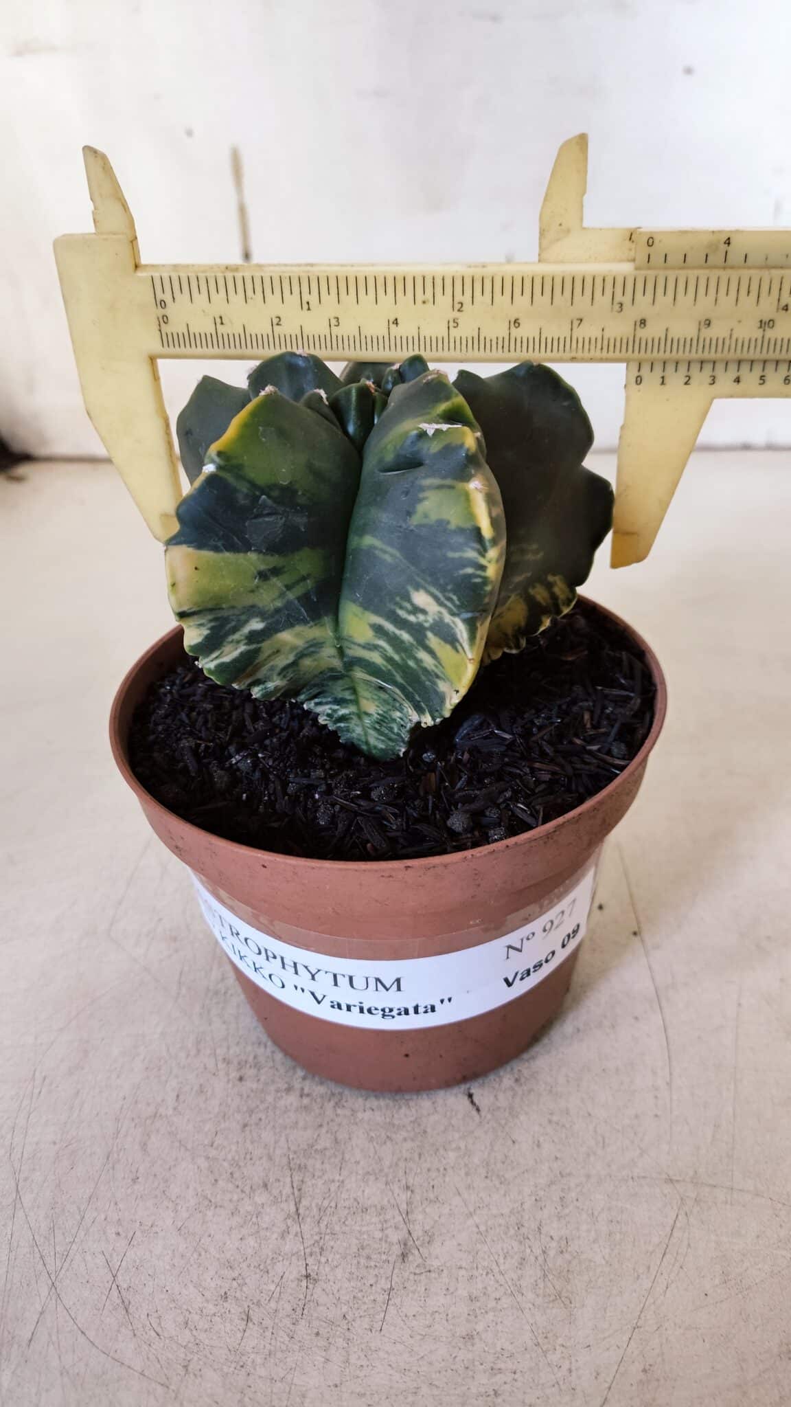 ASTROPHYTUM cv KIKKO "Variegata"  Nº 927 – vaso 11
