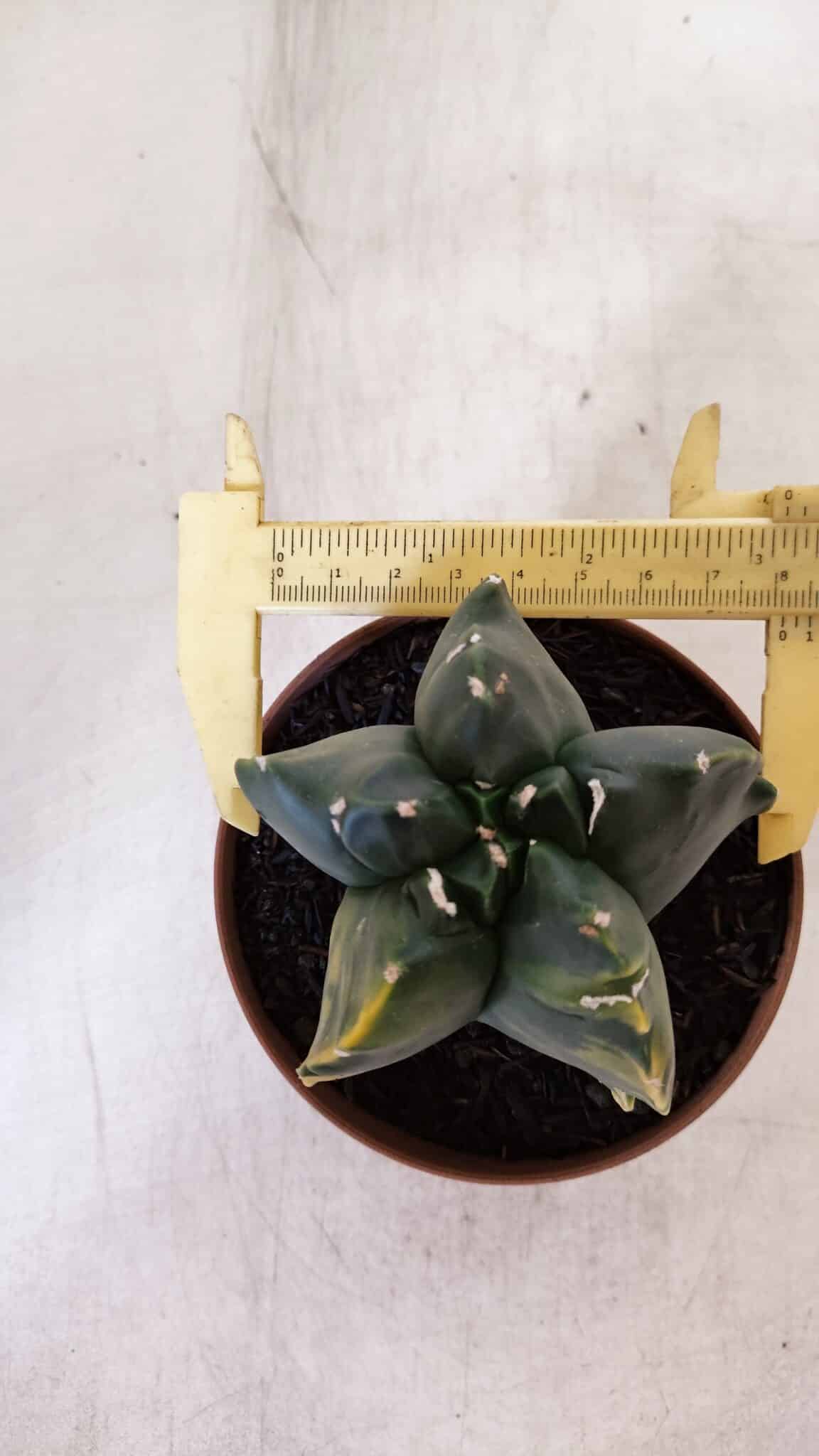 ASTROPHYTUM cv KIKKO "Variegata"  Nº 927 – vaso 11
