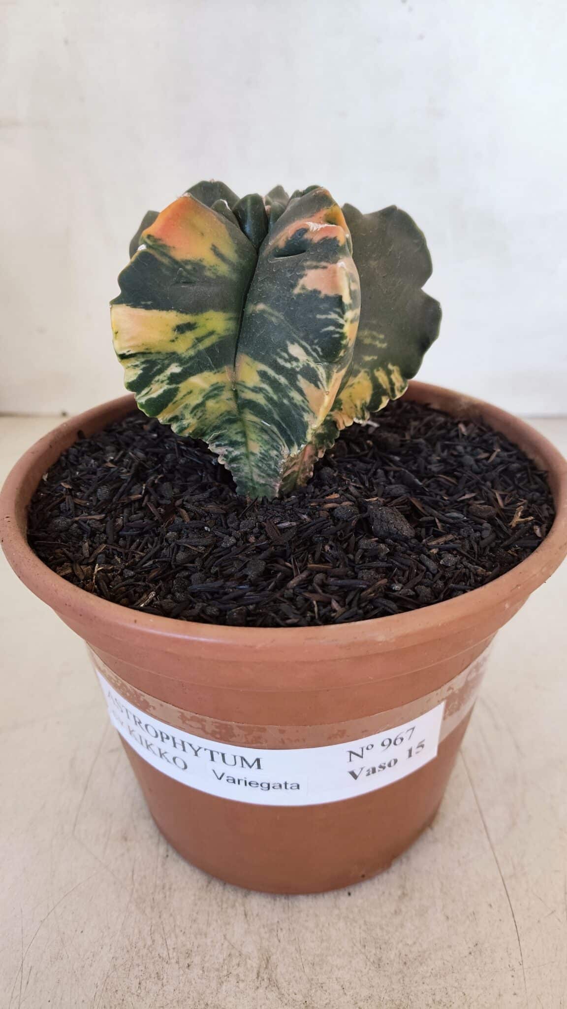 ASTROPHYTUM cv KIKKO "Variegata" Nº 967 – vaso 15 - foto 2