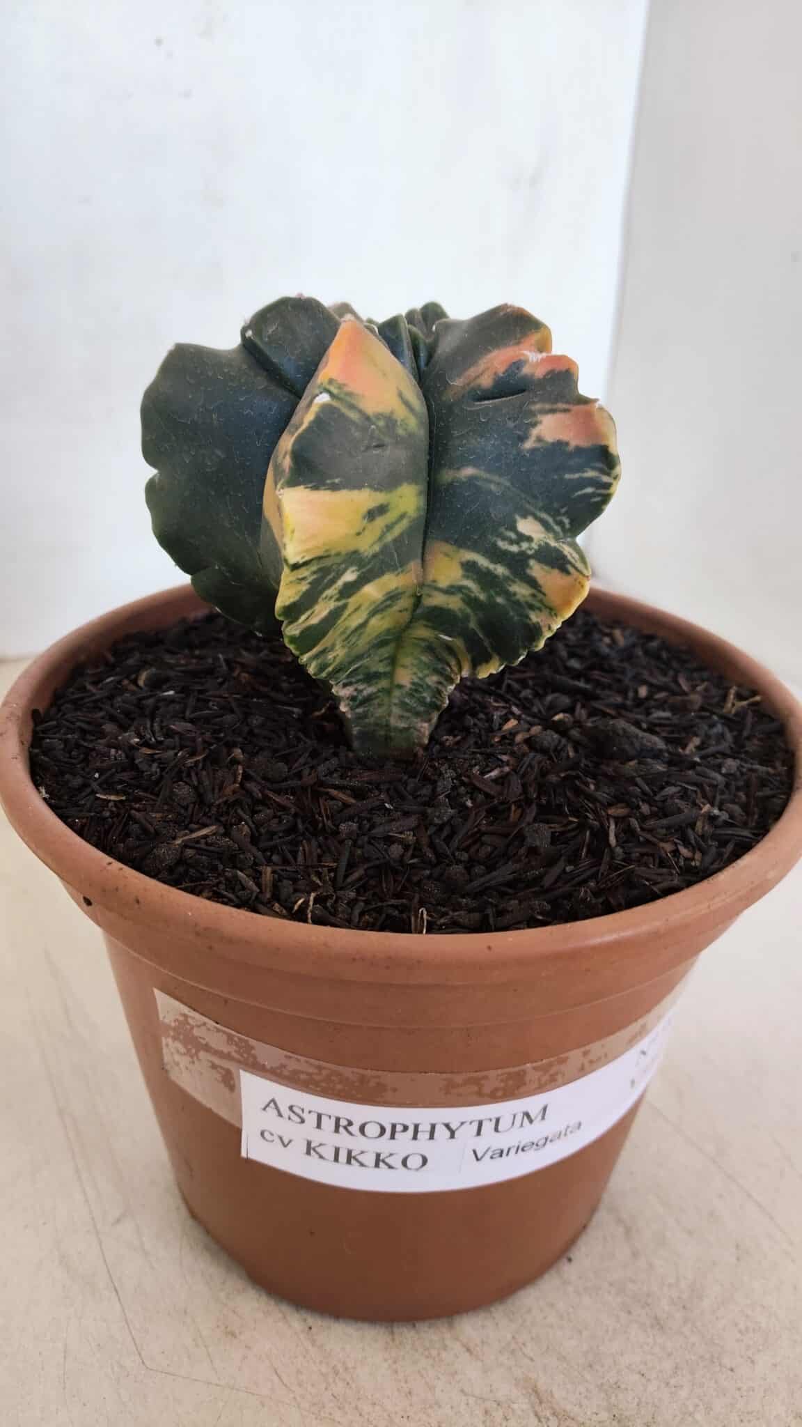 ASTROPHYTUM cv KIKKO "Variegata" Nº 967 – vaso 15 - foto 10