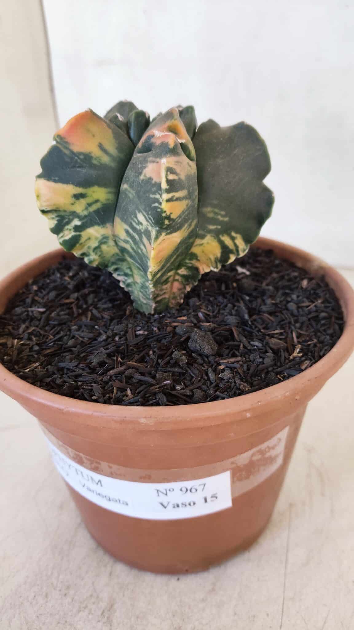 ASTROPHYTUM cv KIKKO "Variegata" Nº 967 – vaso 15 - foto 7