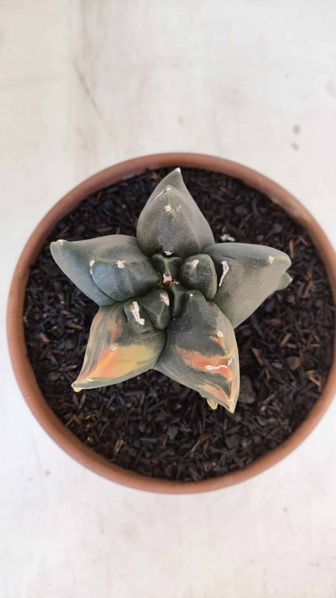 ASTROPHYTUM cv KIKKO "Variegata" Nº 967 – vaso 15 - foto 3