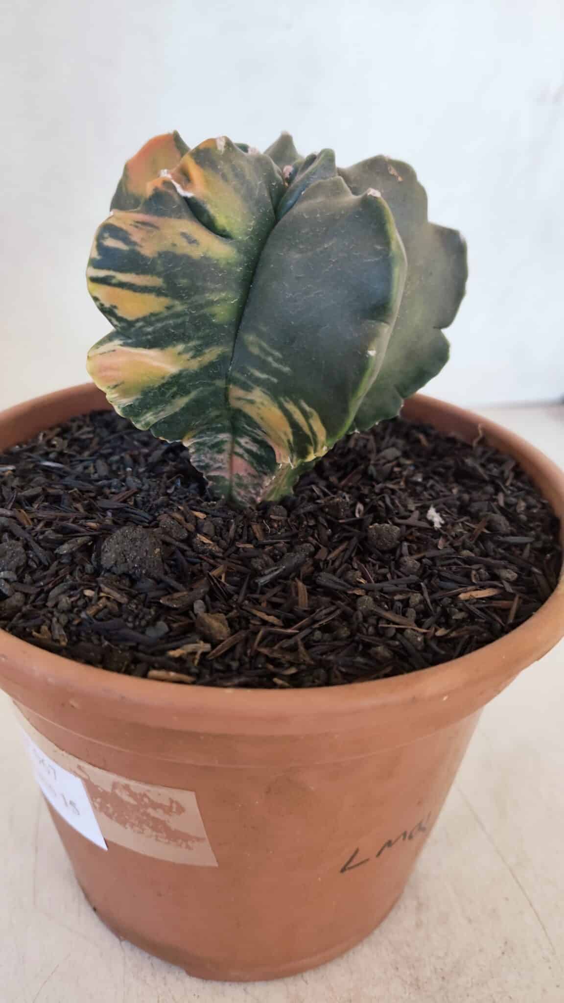 ASTROPHYTUM cv KIKKO "Variegata" Nº 967 – vaso 15 - foto 8