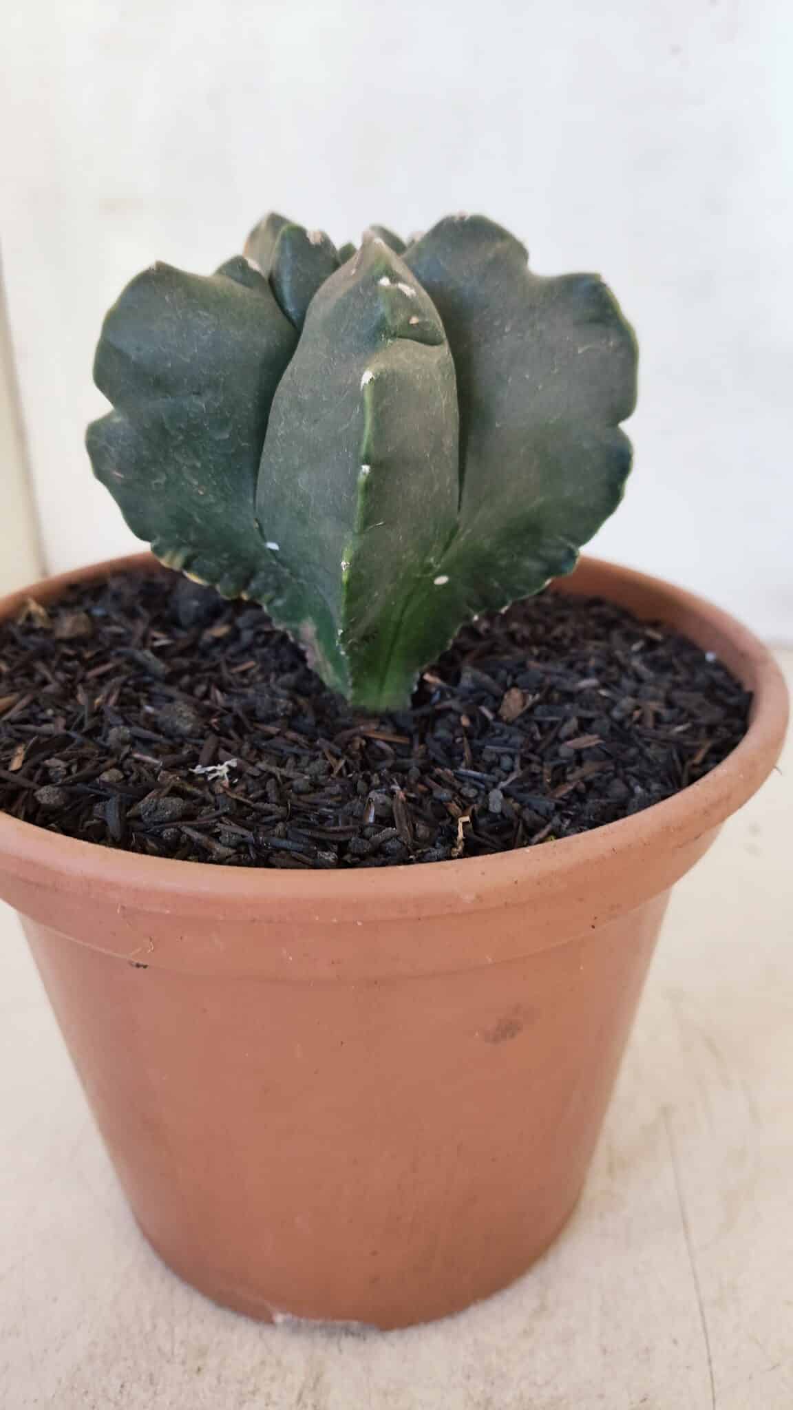 ASTROPHYTUM cv KIKKO "Variegata" Nº 967 – vaso 15 - foto 9