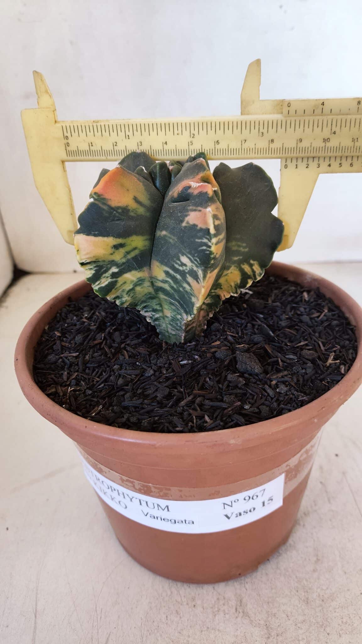 ASTROPHYTUM cv KIKKO "Variegata" Nº 967 – vaso 15 - foto 6