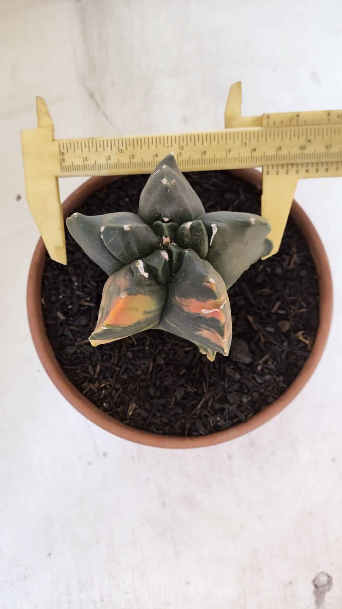 ASTROPHYTUM cv KIKKO "Variegata" Nº 967 – vaso 15 - foto 5